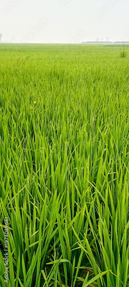 Fototapeta premium green wheat field