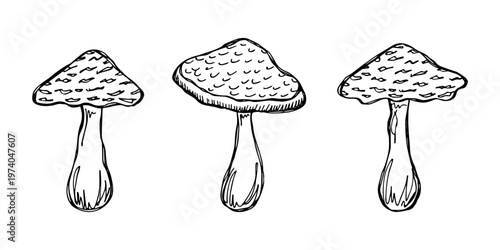Hand drawn mushroom doodle set Botanical illustration Cute autumn mushroom Healthy eco food Organic vegetarian food For stickers, greeting card, design, print, packaging, decor, kids books