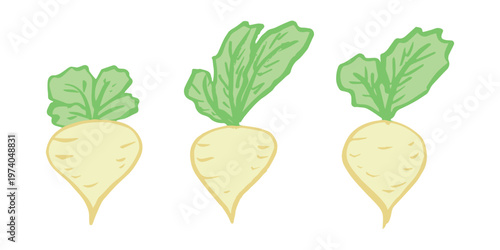 Hand drawn farm daikon radish plant with green leaves Fresh vegetable doodle set Healthy eco food Organic garden vegetarian food For design, print, packaging, decor, kids books
