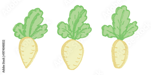 Hand drawn farm daikon radish plant with green leaves Fresh vegetable doodle set Healthy eco food Organic garden vegetarian food For design, print, packaging, decor, kids books