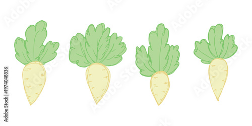 Hand drawn farm daikon radish plant with green leaves Fresh vegetable doodle set Healthy eco food Organic garden vegetarian food For design, print, packaging, decor, kids books