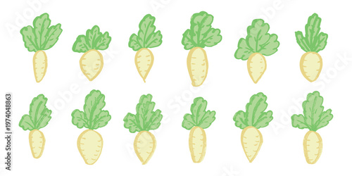 Hand drawn farm daikon radish plant with green leaves Fresh vegetable doodle set Healthy eco food Organic garden vegetarian food For design, print, packaging, decor, kids books
