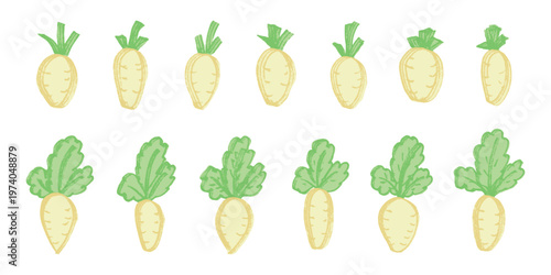 Hand drawn farm daikon radish plant with green leaves Fresh vegetable doodle set Healthy eco food Organic garden vegetarian food For design, print, packaging, decor, kids books