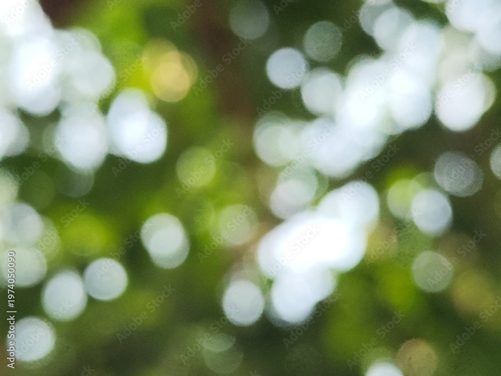Obraz premium green bokeh background from nature under tree shade, defocused