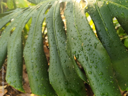 Canvas Print Tropical leaves of monstera deliciosa in rain drops