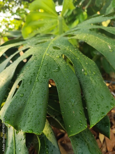 Tropical leaves of monstera deliciosa in rain drops