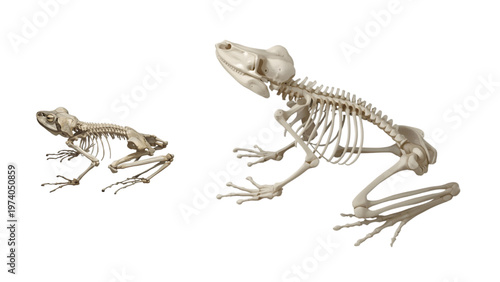 frog skull illustration