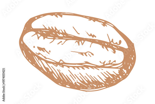 Hand drawn fresh roasted coffee bean Arabica robusta seed doodle Single element for print, web, design, decor