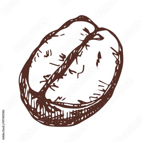 Hand drawn fresh roasted coffee bean Arabica robusta seed doodle Single element for print, web, design, decor