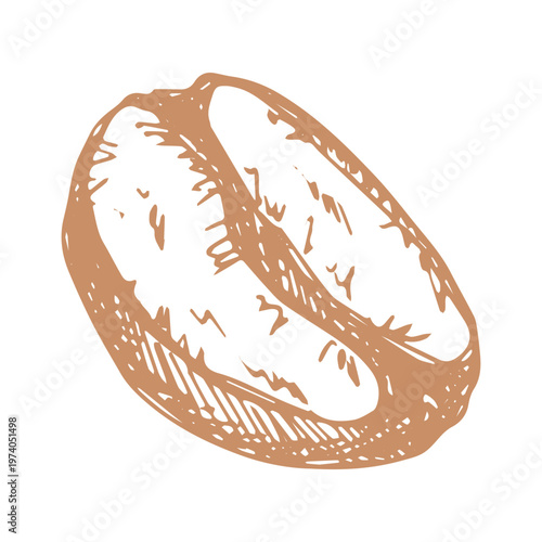 Hand drawn fresh roasted coffee bean Arabica robusta seed doodle Single element for print, web, design, decor