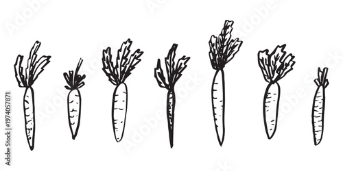 Hand drawn farm carrot plant with green leaves Fresh vegetable doodle set Healthy eco food Organic garden vegetarian food For design, print, packaging, decor, kids books, coloring pages