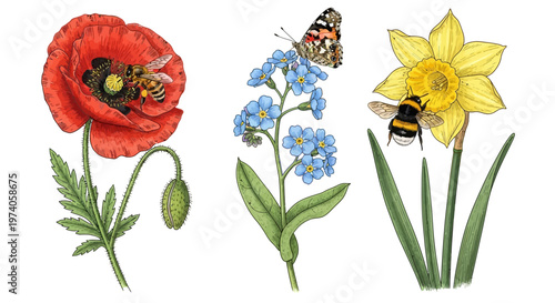 Colorful illustration of red poppy blue forget me not and yellow daffodil with bees and butterfly