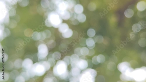 green bokeh background from nature under tree shade, defocused