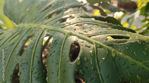 Monstera Deliciosa leaves with water drops after the rain