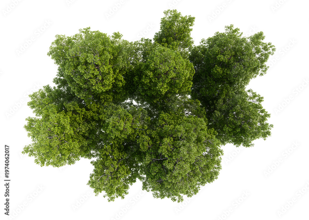 Fototapeta premium A group of lush Green Plants clustered together in Nature.