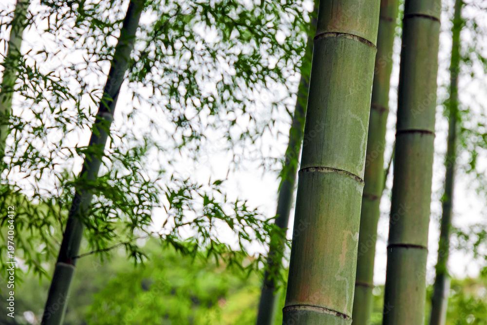 Fototapeta premium 静寂に包まれた竹林に漂う、和の風情