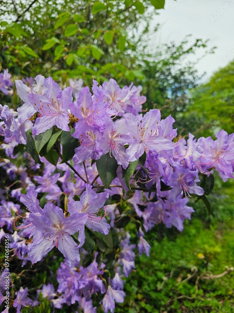 Fototapeta premium Vibrant Purple Flowers in Bloom