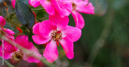 Close-up of a bright pink rose blooming with yellow pollen.