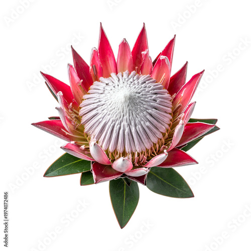 Quadro su tela Beautiful pink king protea flower isolated on transparent background