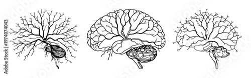 Human neural network set with fine line art depicting intricate connections and sophisticated thin strokes featuring neurology aesthetic, illustration, biology with complexity and precision