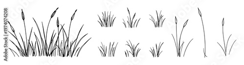 Grass set with varying blades and subtle shading in a minimalist style featuring botanical, foliage, greenery with line art and illustration