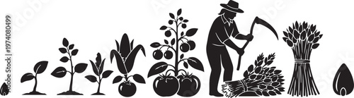 Farmer harvesting crops in a field at sunset season