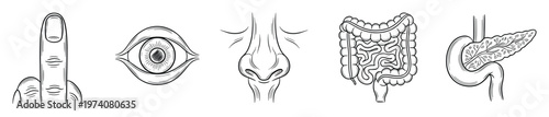 Hand drawn human anatomy drawings featuring a finger eye nose intestines and pancreas for biology lessons and medical informational graphics