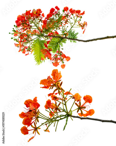 Φωτογραφία Red royal poinciana flamboyant flowers branch isolated on transparent background