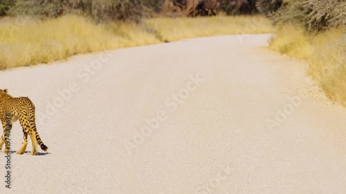 South African Cheetah Walking on road
