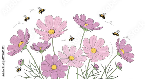 Pink cosmos flowers with yellow centers and busy bees flying around them on a white background