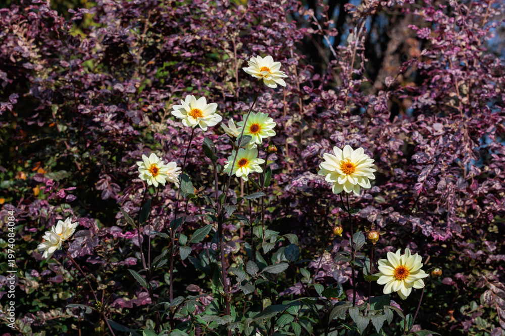 Obraz premium Beautiful pale yellow dahlia flowers blooming in the summer garden. 