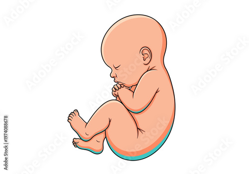 Human Fetus Illustration in Fetal Position Isolated on White Background - Embryo Development and Pregnancy Concept