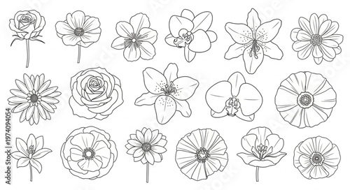 Detailed black and white floral illustration of various flower types.