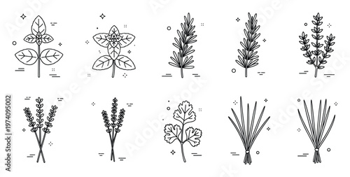 Clean outline icons of various essential culinary herbs and spices, ideal for use in food recipe illustrations, kitchen decor, healthy eating concepts, and gourmet cooking blogs