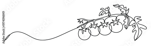 Continuous line drawing of fresh garden tomatoes on a branch with leaves provides a modern minimalist graphic for food packaging, culinary blogs, and healthy lifestyle advertisements