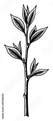 Finely detailed hand drawn botanical plant stem with fresh foliage representing organic nature, an ideal graphic resource for natural product packaging and ecofriendly branding.