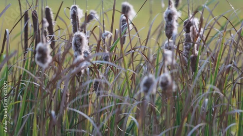 Timelapse of Soft Cat tails in Gentle Breeze on a Calm Summer Evening