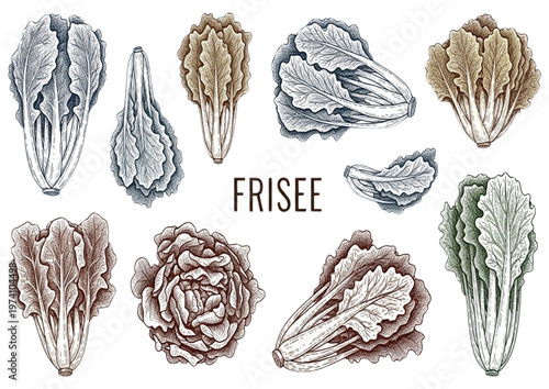 Variety of Lettuce and Cabbage Types Illustrated in Vintage Engraving Style