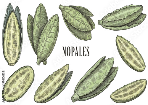 Artisanal Collection of Hand-Drawn Nopales Illustrations, Depicting Fresh Prickly Pear Cactus Pads