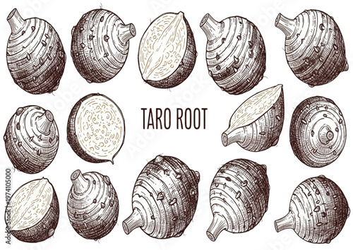 Hand-drawn illustration of Taro Root, a nutritious and versatile vegetable