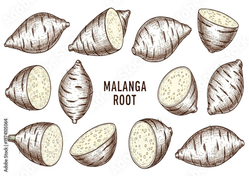 Malanga root illustration, a collection of various cut and whole malanga root vegetables
