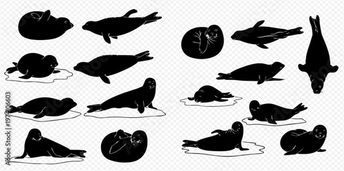 Set of various seal silhouettes in different poses, isolated on a transparent background, depicting marine mammals on ice floes.