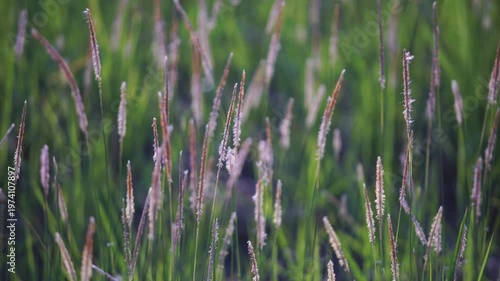 Lush Green Grass Blades with Delicate Purple Flowering Tips