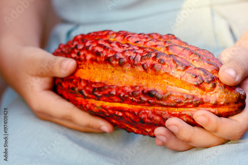 Two hands holding cocoa bean.