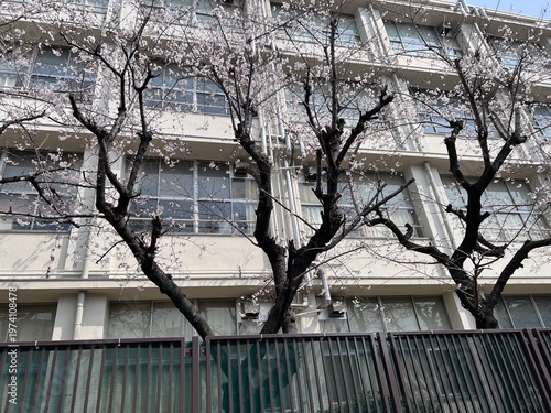 コンクリートの校舎と桜の木と青空