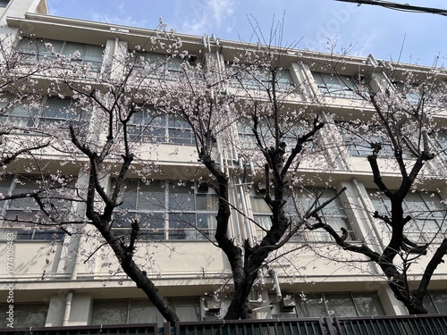 コンクリートの校舎と桜の木と青空