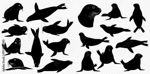 Collection of various seal and sea lion silhouettes in different poses, isolated on a transparent background, depicting marine mammals.