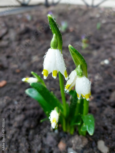 Spring whiteflower in drops after rain on a flowerbed in spring on a mobile phone