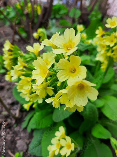 Yellow primrose on a mobile phone. Spring primroses