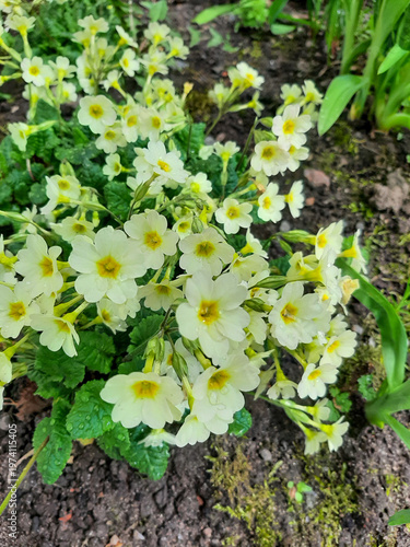 Yellow primrose on a mobile phone. Spring primroses